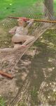 Onlyfans Leaked Photos - Rae-Rae7 - Photos