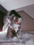 Onlyfans Leaked Photos - Dannilynnebabee - Photos