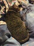 Onlyfans Leaked Photos - Faecatgoddess - Photos