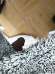 Onlyfans Leaked Photos - Lilyuw88 - Photos