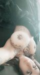 Onlyfans Leaked Photos - Littleredrosie - Photos