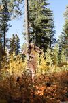 Erotic Photos - Mplstudios 2024-10-21 Stefani - The Aspens - Photos 2024-10-21 Aspens Stefani The Mplstudios