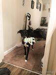 Onlyfans Leaked Photos - Saddledsally - Photos
