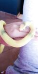 Onlyfans Leaked Photos - Miss-Mayacb - Photos