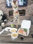 Onlyfans Leaked Photos - Spoiledbratcat - Photos