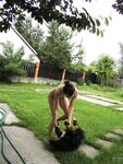 Amateur - Devki Uno 12644 Zhenschina Igraet Golaya S Sobakoy I Zanimaetsya Seksom - Golaya Devki Sobakoy Zanimaetsya Igraet I S Uno Zhenschina Seksom 12644 Erotic