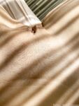 Onlyfans Leaked Photos - Elleknox - Photos