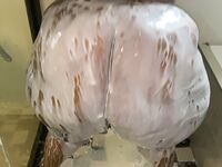 Onlyfans Leaked Photos - Mzkandipear - Photos