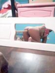 Amateur - Devki Uno 37990 Selfi Simpatichnoj Latinki - Selfi Devki 37990 Simpatichnoj Uno Latinki Erotic
