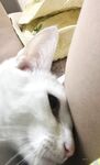 Amateur - Devki Uno 38017 Golaja Zhena I Kiska - Kiska Golaja Devki 38017 I Uno Zhena Erotic