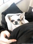Onlyfans Leaked Photos - Pchan666 - Photos