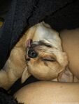 Onlyfans Leaked Photos - Pchan666 - Photos