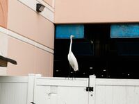 Big Tits - Zishy 48192250 Debra Kenlow Rare Bird Florida - 48192250 Rare Debra Florida Kenlow Bird Outdoor