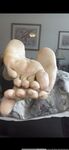 Onlyfans Leaked Photos - Atoesies Photo - Atoesies Photo Photos