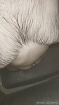 Onlyfans Leaked Photos - Eroicaforest Amateur - Amateur Photos Eroicaforest