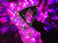 Onlyfans Leaked Photos - Eroicaforest Amateur - Amateur Photos Eroicaforest