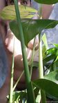 Onlyfans Leaked Photos - Eroicaforest Amateur - Amateur Photos Eroicaforest