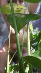 Onlyfans Leaked Photos - Eroicaforest Amateur - Amateur Photos Eroicaforest