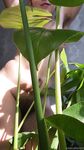 Onlyfans Leaked Photos - Eroicaforest Amateur - Amateur Photos Eroicaforest