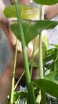 Onlyfans Leaked Photos - Eroicaforest Amateur - Amateur Photos Eroicaforest