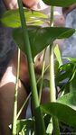 Onlyfans Leaked Photos - Eroicaforest Amateur - Amateur Photos Eroicaforest