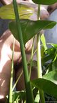 Onlyfans Leaked Photos - Eroicaforest Amateur - Amateur Photos Eroicaforest