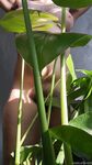 Onlyfans Leaked Photos - Eroicaforest Amateur - Amateur Photos Eroicaforest