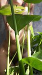 Onlyfans Leaked Photos - Eroicaforest Amateur - Amateur Photos Eroicaforest