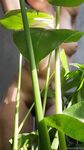 Onlyfans Leaked Photos - Eroicaforest Amateur - Amateur Photos Eroicaforest