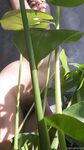 Onlyfans Leaked Photos - Eroicaforest Amateur - Amateur Photos Eroicaforest