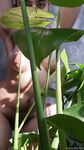 Onlyfans Leaked Photos - Eroicaforest Amateur - Amateur Photos Eroicaforest