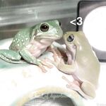 Onlyfans Leaked Photos - Froggggy - Photos
