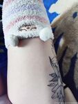 Onlyfans Leaked Photos - Adorable.Alice.Paws - Photos