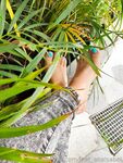 Onlyfans Leaked Photos - Feet Anaisabel - Photos Anaisabel Feet