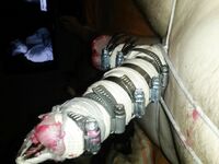 Homepornbay Amateur Photos - I Do What My Mistress Fernanda Orders Me To Do - Photos Orders My I Me To What Mistress Fernanda Do