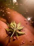 Onlyfans Leaked Photos - Lolahippy-Photo-963 - Photos
