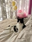 Onlyfans Leaked Photos - Littlekitty69_Paid Photo - Amateur Photos Littlekitty69_Paid