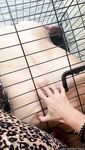 Onlyfans Leaked Photos - Lordmaria Photo - Amateur Photos Lordmaria
