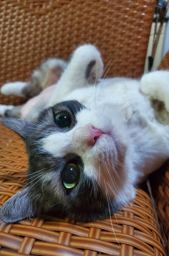 Vesper Photos